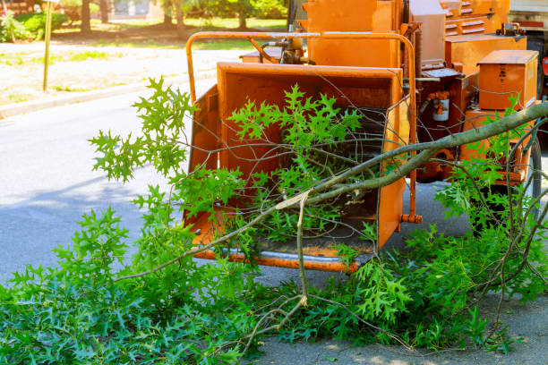 Best Tree Trimming and Pruning  in Clarkston, WA