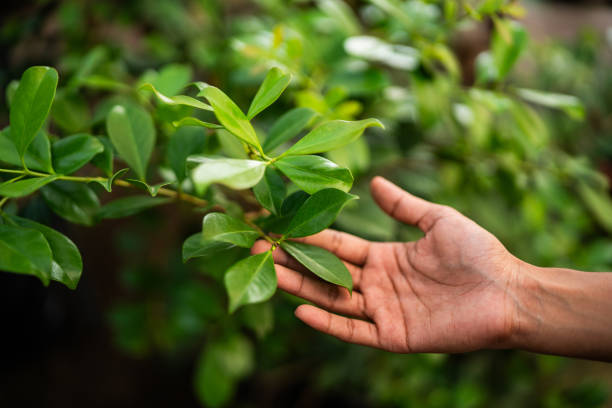 Best Tree Maintenance Programs  in Clarkston, WA