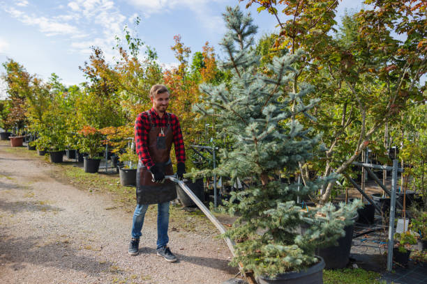 Best Hazardous Tree Removal  in Clarkston, WA